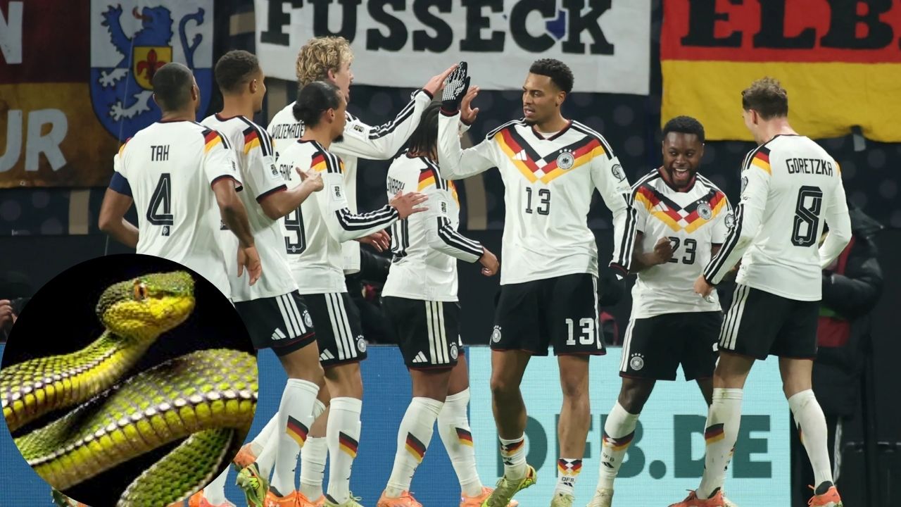 FIFA World Cup 2026: मैदानावर फुटबॉल नव्हे, थेट विषारी साप! जर्मनीची टीम थोडक्यात बचावली