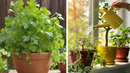 Gardening Tips : लाख प्रयत्न करूनही कोथिंबीर येत नाही? माळ्याने सांगितली सोपी ट्रिक; पानांनी भरून जाईल कुंडी