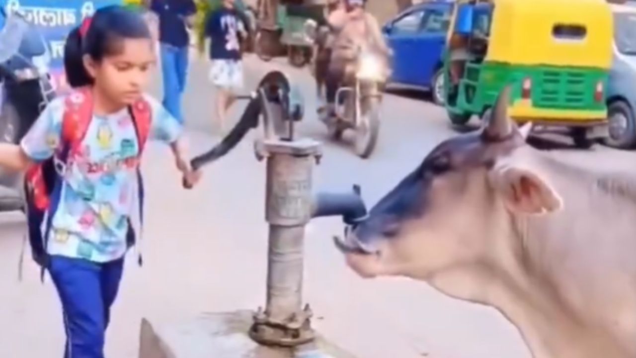 पाण्याने कासावीस झालेल्या गाैमातेची तहाण तिने ओळखली, चिमुकलीने असं काही केलं की संपूर्ण इंटरनेट तिच्यावर फिदा झालं; Video Viral