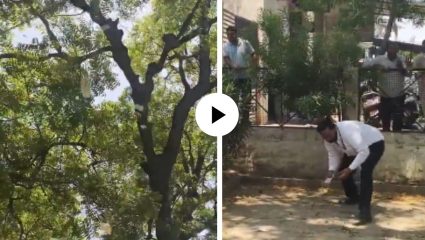 झाडावरून झाला पैशांचा पाऊस! वकिलाची बॅग चोरत माकडाने हवेत उधळले 2 लाख रुपये, लोकांची झुंबड अन् दृष्यांनी वेधले लक्ष; Video Viral