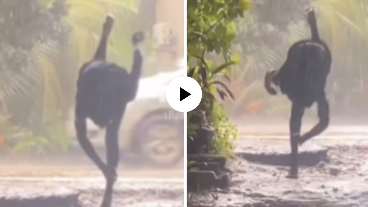 माणूस आहे की नागतोडा! खाली मान करत पावसात मारतोय उड्या, पाहून यूजर्स म्हणाले, ;हा तर मोरालाही लाजवेल’, हास्यास्पद Video Viral