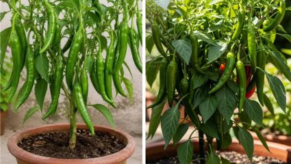 Gardening Tips : हिरव्या मिरच्यांना भरेल कुंडी, लागवडीनंतर 15 दिवसांनी मातीत टाका फक्त ही एक गोष्ट!