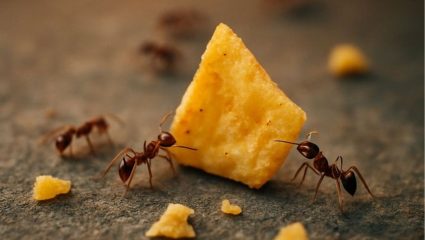 Kitchen Tips : न मारता स्वयंपाकघरातून मुंग्यांना कसं पळवून लावायचं? ही घरगुती ट्रिक येईल कामी