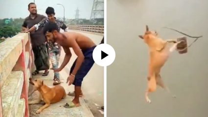 क्रुरतेची पराकाष्ठा! असहाय्य कुत्र्याला विटेने बांधून नदीत फेकले, माैजेसाठी बांग्लादेशी तरुणांचा धक्कादायक प्रकार; Video Viral