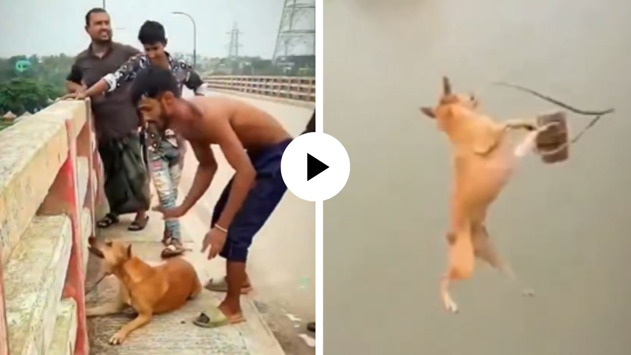 क्रुरतेची पराकाष्ठा! असहाय्य कुत्र्याला विटेने बांधून नदीत फेकले, माैजेसाठी बांग्लादेशी तरुणांचा धक्कादायक प्रकार; Video Viral