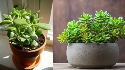 Vastu Tips: भाग्य उजळेल! घरात ठेवा हे ‘मनी मॅग्नेट’ रोप; वास्तुशास्त्रानुसार योग्य दिशा कोणती?