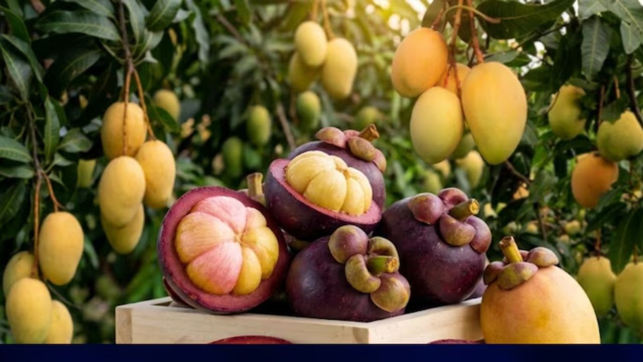 Queen of Fruits: आंबा फळांचा राजा आहे हे तर सगळ्यांनाच माहितीये, पण फळांची ‘राणी’ कोण आहे? जाणून घेण्यासाठी एकदा वाचाच..