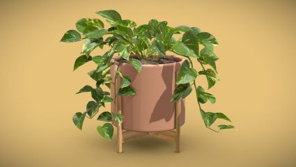 Money Plant: घरातील मनी प्लांट सुकतोय? वापरा ‘या’ सोप्या टिप्स, होईल हिरवेगार