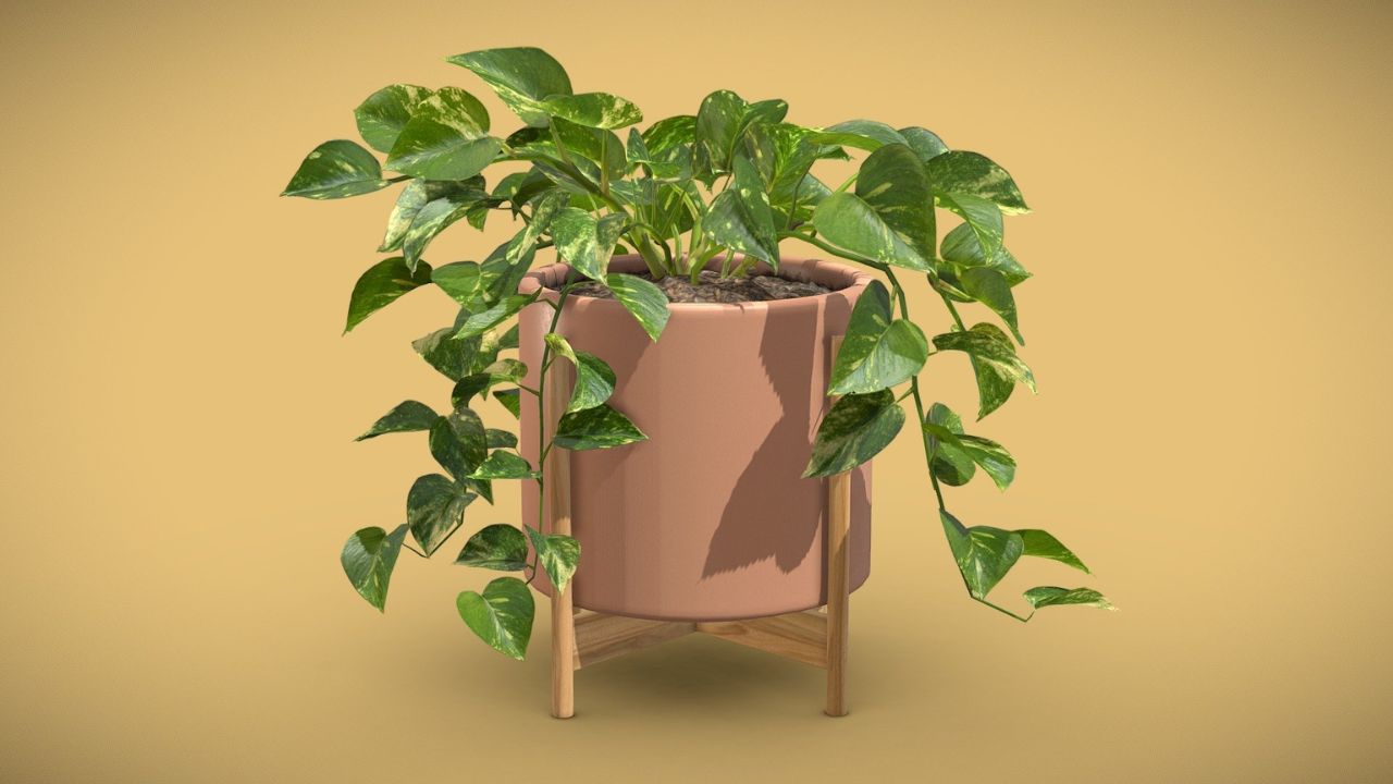 Money Plant: घरातील मनी प्लांट सुकतोय? वापरा ‘या’ सोप्या टिप्स, होईल हिरवेगार
