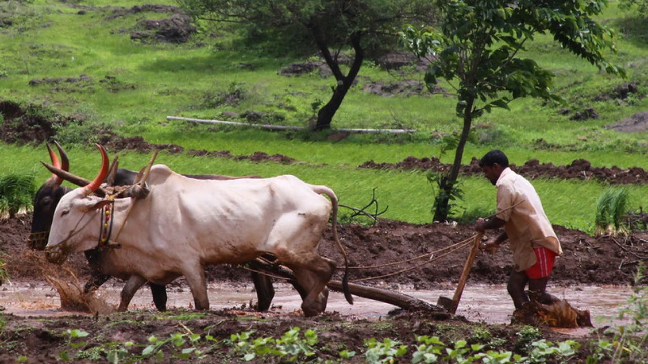 Buldhana News : मृग नक्षत्र तोंडावर; पावसाच्या प्रतीक्षेत शेतकरी, मशागतीची कामे अंतिम टप्प्यात