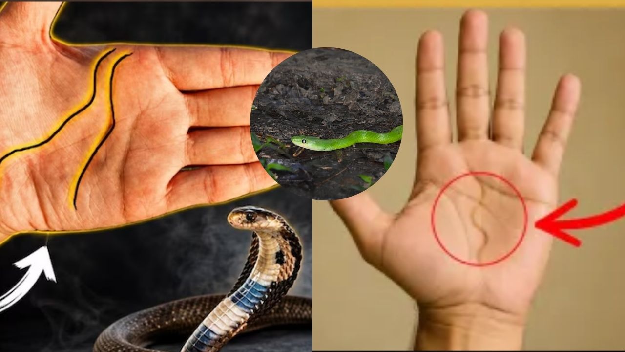 सापासारखी दिसणारी ‘ही’ रेषा तुमच्या हातावर आहे का? नशिबाचे भोग पालटणार? मग काय सांगते हस्तरेखा शास्त्र?