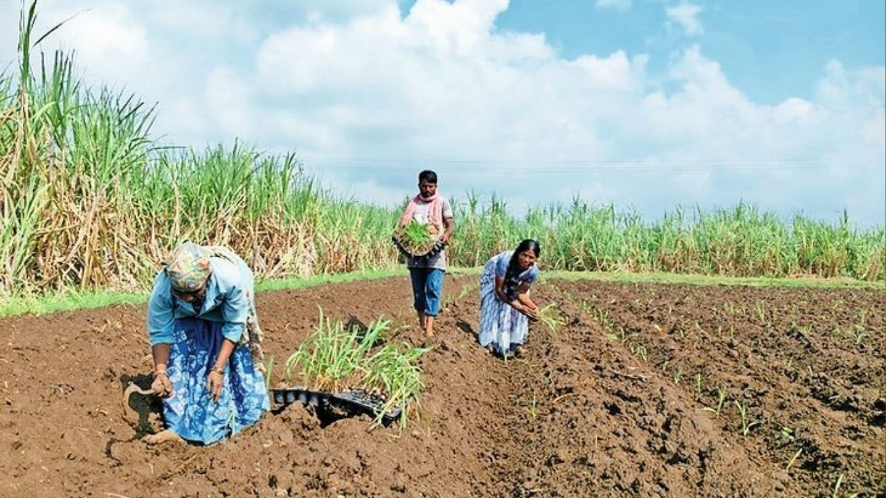 पावसाच्या प्रतीक्षेत बळीराजा; मशागत पूर्ण, पण पेरण्या रखडल्याने शेतकऱ्यांची चिंता वाढली