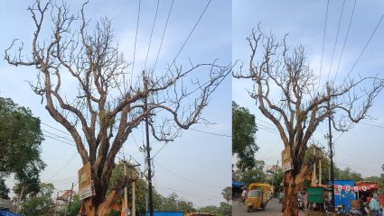 Washim News : शतकापूर्वीचे वृक्ष सुकले की सुकविले? सुकलेले वृक्ष धोकादायक; शहरात विविध चर्चाना आले उधाण