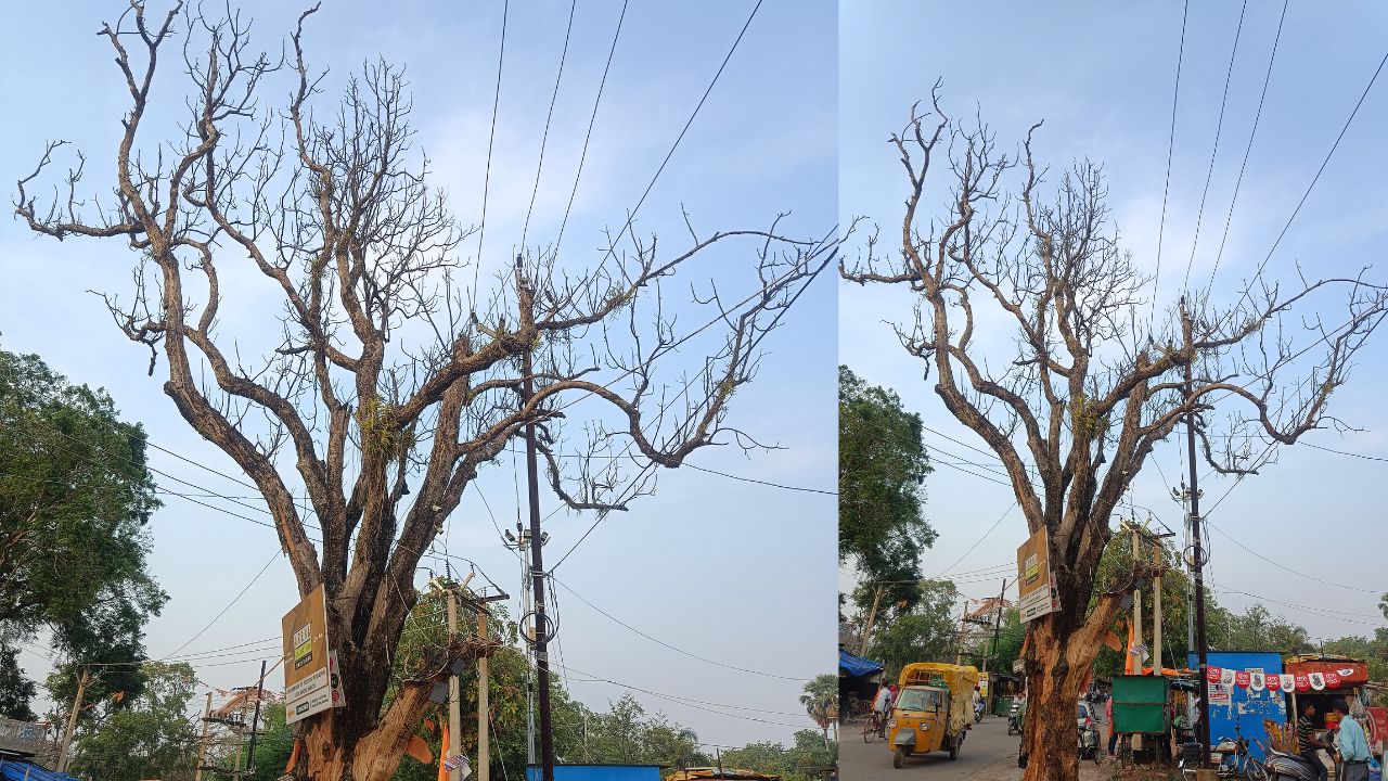 Washim News : शतकापूर्वीचे वृक्ष सुकले की सुकविले? सुकलेले वृक्ष धोकादायक; शहरात विविध चर्चाना आले उधाण