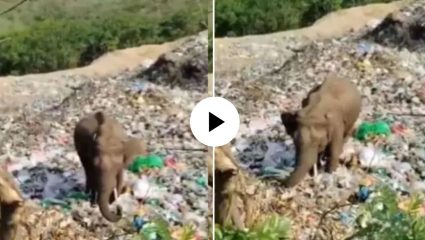भूक भागवण्यासाठी कचऱ्याचा आधार? प्लास्टिकच्या ढिगाऱ्यात अन्न शोधताना दिसला जंगली हत्ती, VIDEO पाहून तुमचेही हृदय हळहळेल