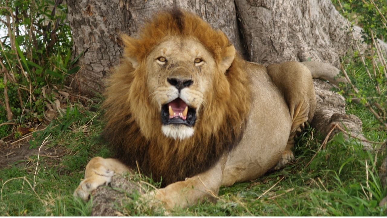 Gujrat News: गिरनारमध्ये सिंहाचा थरार! गर्दीतून सिंहाने 11 वर्षीय मुलाला उचलून नेलं; हल्ल्यात मृत्यू