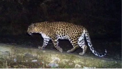 Pune Leopard Attack: आई-वडिलांच्या डोळ्यांसमोर बिबट्याने चिमुकलीला ओढून नेलं; शिरूर गावात भीतीचं वातावरण