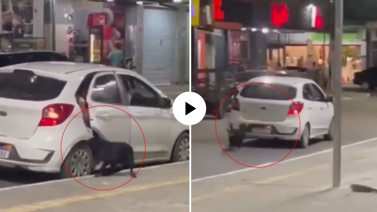 माणुसकी संपली? भररस्त्यात पाळीव श्वानाला सोडून मालक पळाले; पुढं जे घडलं पाहून डोळे पाणावतील, हृदयद्रावक VIDEO VIRAL