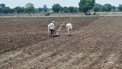 Farmers News : शेतकऱ्यांसमोर दुहेरी संकट; मका-तुरीची विक्रमी पेरणी, मात्र पावसाची दांडी ठरतेय चिंतेचे कारण!