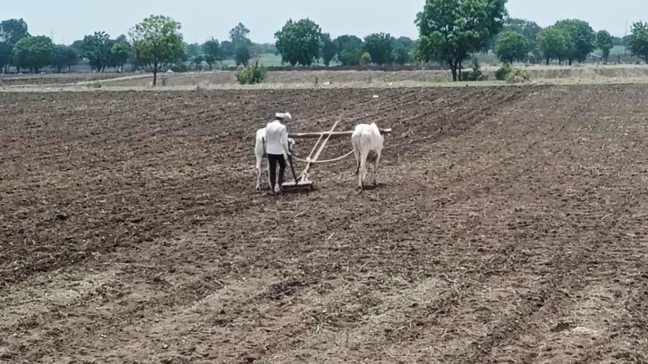 Farmers News : शेतकऱ्यांसमोर दुहेरी संकट; मका-तुरीची विक्रमी पेरणी, मात्र पावसाची दांडी ठरतेय चिंतेचे कारण!