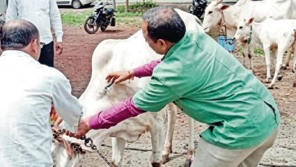 Chandrapur News: चंद्रपुरात 6.57 लाख पशुधनाचे लसीकरण पूर्ण; संसर्गजन्य आजारांपासून संरक्षण