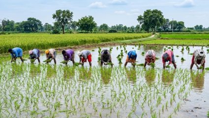 Chandrapur News: तीन दिवसांच्या पावसाने चंद्रपूरच्या शेतकऱ्यांना दिलासा; धान रोवणीच्या कामांना वेग, मात्र मजुरांचा तुटवडा