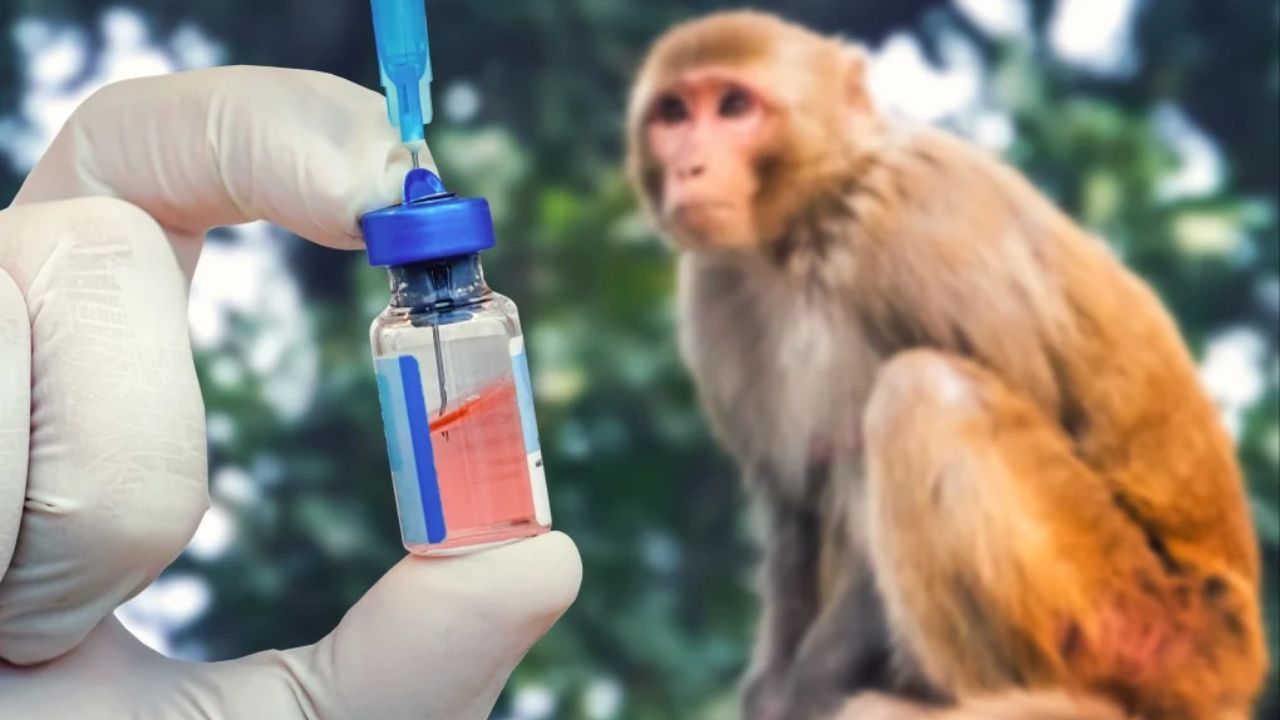 ChinaBiotech: वटवाघुळ झाले आता चीन माकडांच्या मागे! एकाची किंमत तब्बल ३० लाख रुपये; प्रयोगशाळेत घडतंय काहीतरी धक्कादायक?