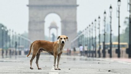 अंत्यसंस्कार पूर्ण होईपर्यंत स्मशानात थांबायचा… श्वानाच्या निधनाने गाव हळहळलं, भावपूर्ण निरोपाचा Video Viral