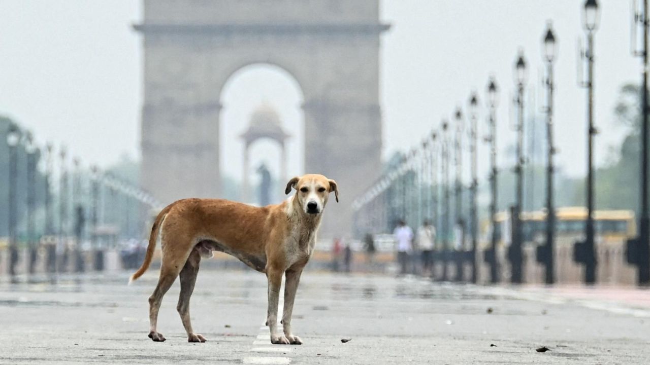 अंत्यसंस्कार पूर्ण होईपर्यंत स्मशानात थांबायचा… श्वानाच्या निधनाने गाव हळहळलं, भावपूर्ण निरोपाचा Video Viral