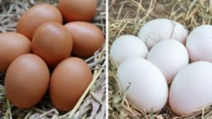 Duck Egg Vs Chicken Egg: तुम्ही खरेदी करत केलेलं अंडं हे कोंबडीचं की बदकाचं कसं ओळखावं