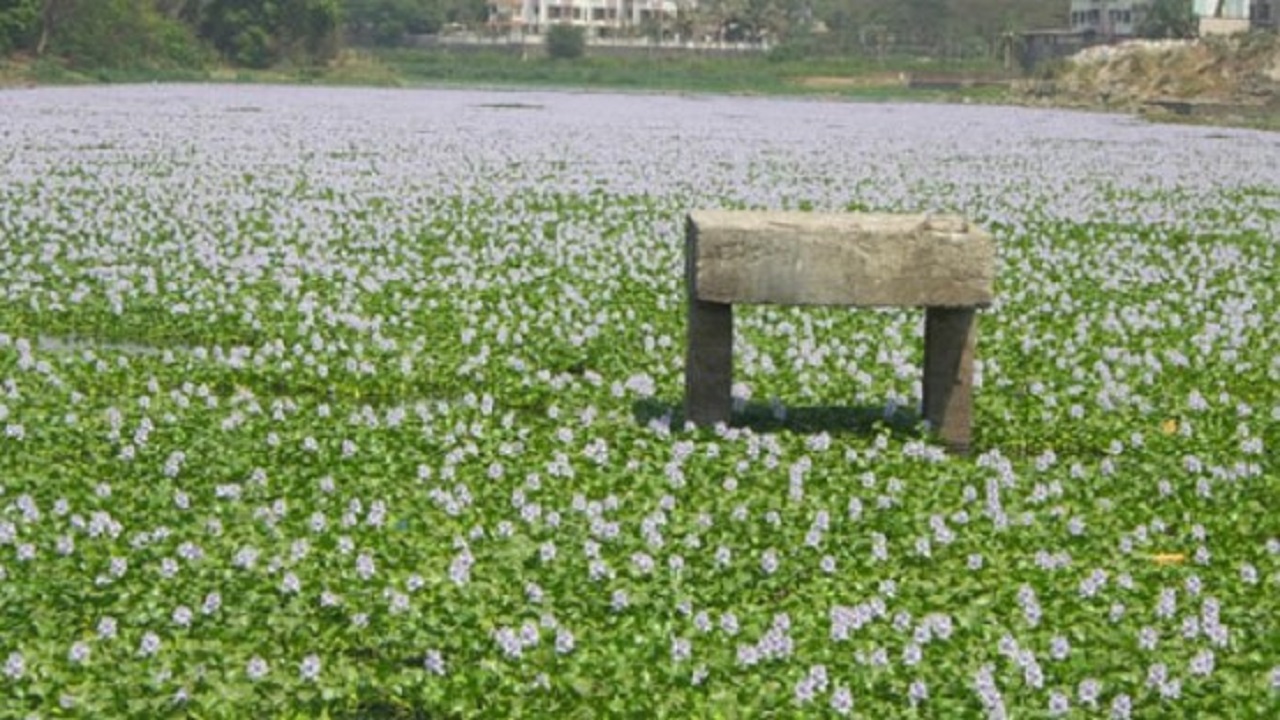 नागपुरातील तलावांमध्ये वेगाने वाढतेय जलपर्णी; महापालिकेचा प्रयोग ठरतोय यशस्वी