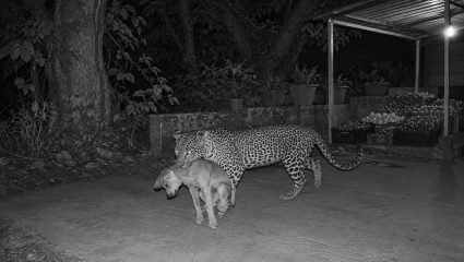 Matheran Leopard News : माथेरानमध्ये बिबट्याची दहशत; हनिमून पॉईंटजवळ पाळीव कुत्र्याची शिकार, घटना CCTV मध्ये कैद