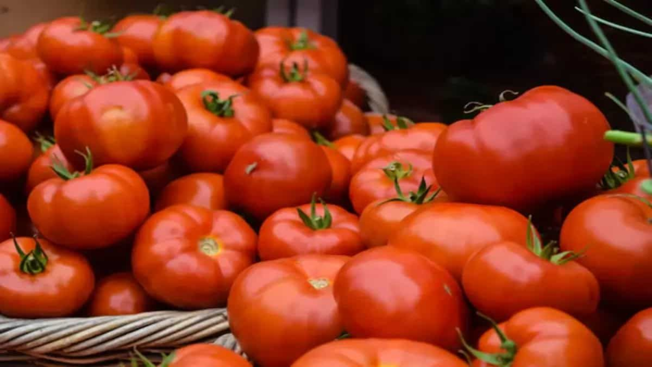 Tomato Price: महागाईचा आणखी एक झटका! स्वयंपाकघराचं गणित बिघडणार; टोमॅटोचे दर गगनाला भिडणार