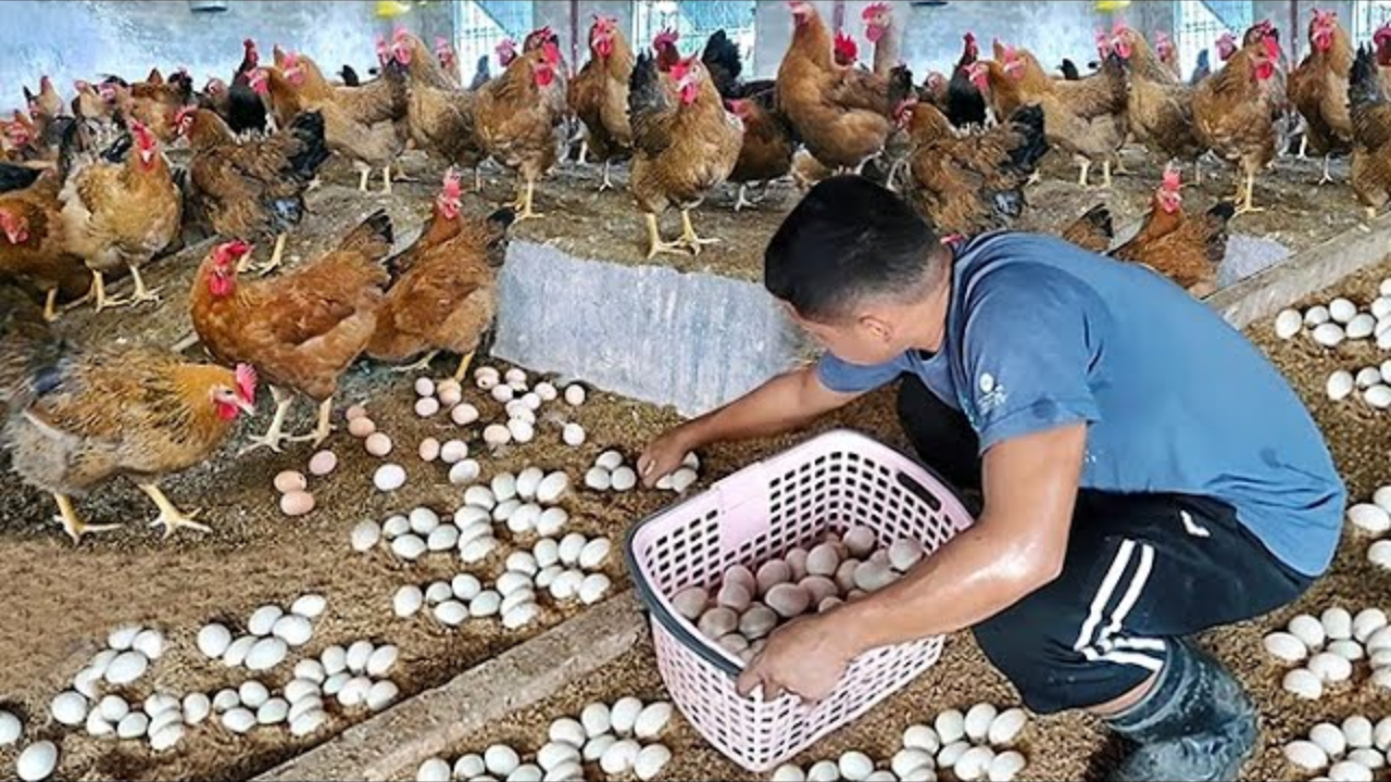 कुक्कुटपालन करणाऱ्यांसाठी गूड न्यूज! Poultry व्यवसायातील कमाई वाढणार; बनणार सर्वात फायदेशीर बिझनेस