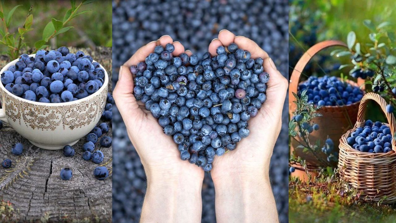 Blueberry Day: अँटीऑक्सिडंट्सचा राजा आहे ‘हे’ सुपरफूड! पाहा निरोगी आरोग्यासाठी वरदान ठरणाऱ्या ब्लूबेरीचे ‘असे’ महत्वपूर्ण फायदे