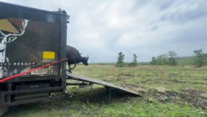 प्रार्थनेला आले यश! पुण्याच्या जलवाहिन्यांमध्ये अडकलेला रानगवा; झाली यशस्वी ‘घरवापसी’
