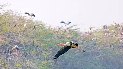 ‘…हा प्रकल्प मुंबईसाठी महत्त्वाचा ठरणार’; ४५ कोटी देत असल्याची मंत्री आशिष शेलारांची माहिती