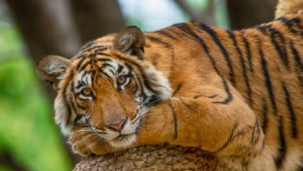 World Tiger Day: वाघ वाढले अन् आता जंगल कमी पडतेय! व्याघ्रसंवर्धनाचे यश की सहअस्तित्वाची नवी परीक्षा?