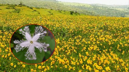 सह्याद्री फुलला! रानफुलांचा रंगोत्सव बहरला; काळ्याकभिन्न कातळांवरील हिरव्या गालिच्यावर…