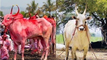 बेंदूर सणाच्या दिवशीच काळाचा घाला ! ‘सोन्या’ बैलाचा हृदयविकाराने मृत्यू
