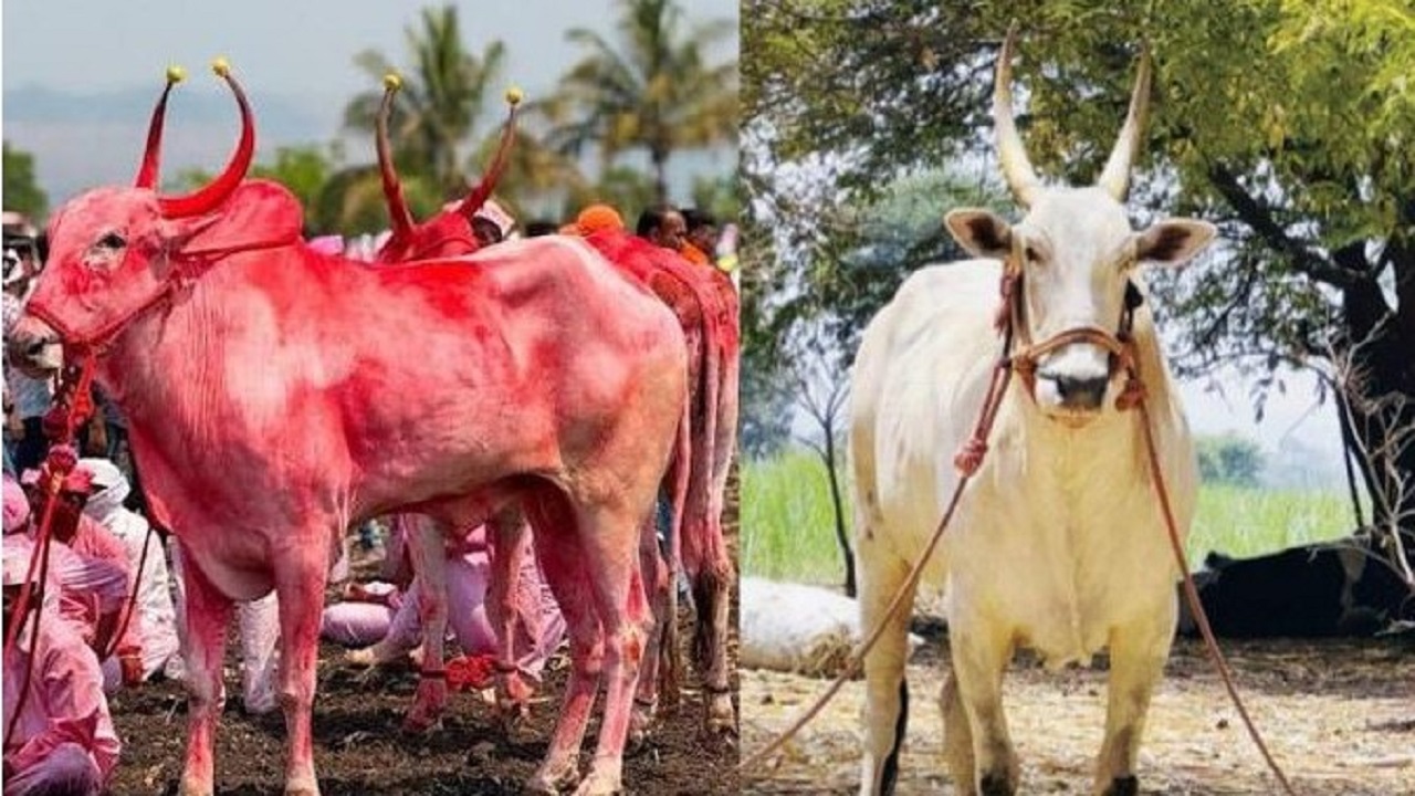 बेंदूर सणाच्या दिवशीच काळाचा घाला ! ‘सोन्या’ बैलाचा हृदयविकाराने मृत्यू