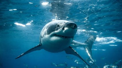 World Shark Awareness Day : समुद्रातील खलनायक नाही, तर परिसंस्थेचा रक्षक! शार्क समुद्रासाठी इतके महत्त्वाचे का? जाणून घ्या