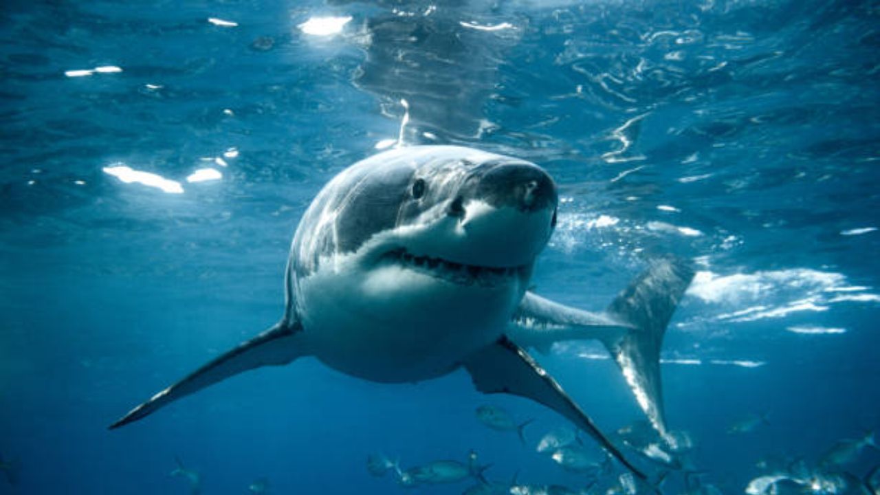 World Shark Awareness Day : समुद्रातील खलनायक नाही, तर परिसंस्थेचा रक्षक! शार्क समुद्रासाठी इतके महत्त्वाचे का? जाणून घ्या