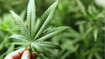 Nagpur : नागपूरच्या उद्यानात धक्कादायक प्रकार;  मनपाच्या उद्यानात चक्क गांजाची झाड