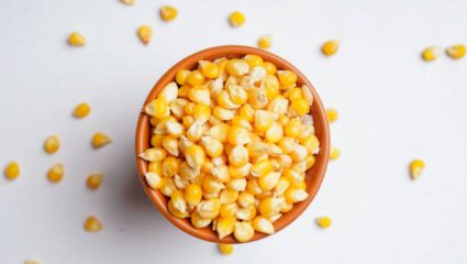 भाजलेला की उकडलेला? मका खाण्याची योग्य पद्धत आणि शरीराला होणारे भरमसाट फायदे