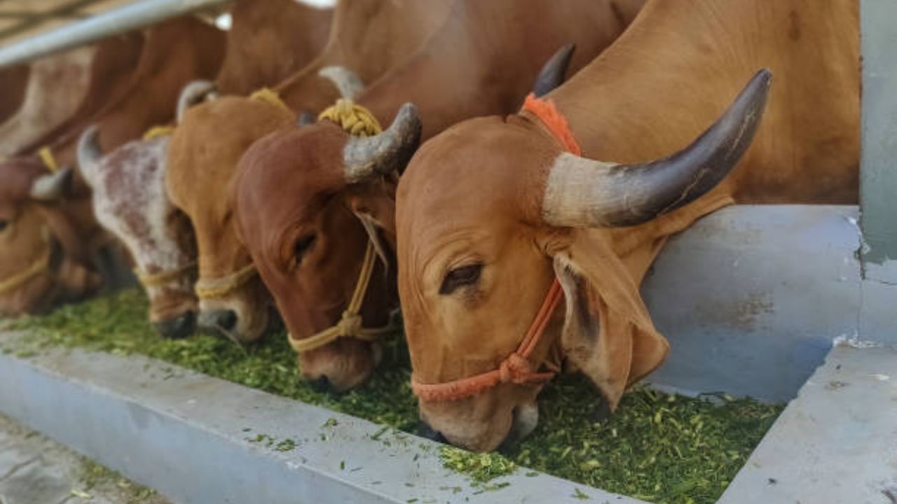 ८.६८ लाख पशुधनाला लसीकरणाचे कवच! पशुसंवर्धन विभागाची मोहीम; घटसर्प, एकटांग्या, आंत्रविकार आजारावर उपचार