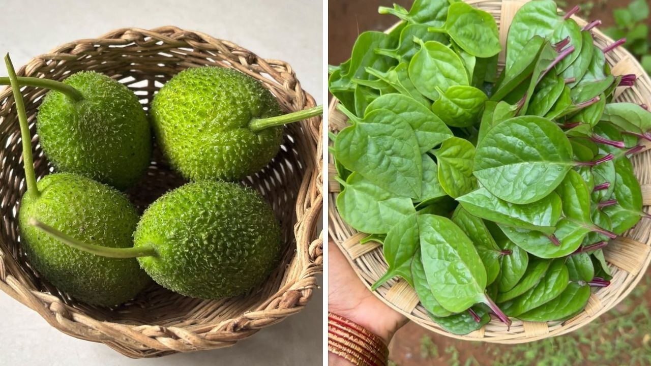 पावसाळ्यात ‘या’ रानभाज्या खाण्याची संधी चुकवू नका; रोगप्रतिकारशक्ती सुधारण्यासोबतच शरीराला होतील भरमसाट फायदे