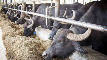 गाई-म्हशींचेही असतात ‘मूड स्विंग्स’! धार काढताना किंवा चारा टाकताना ‘या’ गोष्टींची घ्या विशेष काळजी