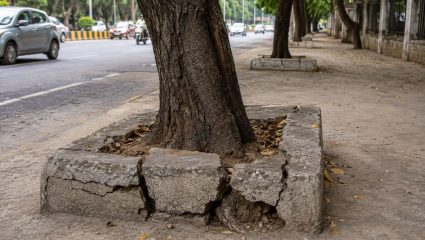 Mumbai News: रस्त्यांवरील झाडांचा गुदमरतोय श्वास! मुंबईत ‘डी-काँक्रिटीकरण’ करा, वॉचडॉग फाउंडेशनची मागणी