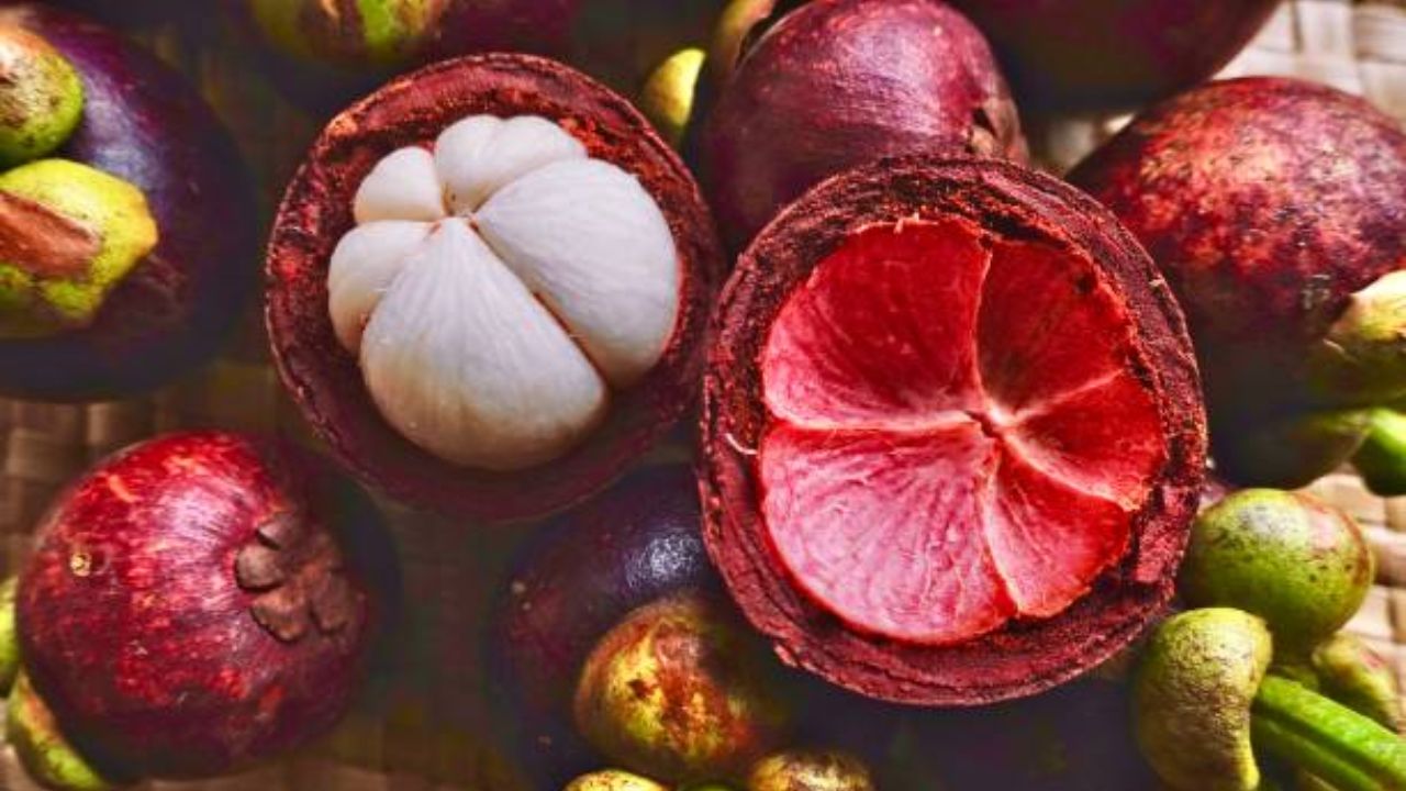 मँगोस्टीन फळ आकाराने ताडगोळ्यासारखे असते. याचे वैज्ञानिक नाव Garcinia mangostana असे आहे. पूर्वीच्या काळी लंडनची राणी व्हिक्टोरिया हीने ताजे मँगोस्टीन फळ आणणाऱ्या व्यक्तीला बक्षीस दिले होते. 